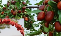 عرضه زرشک و عناب خراسان جنوبی در بورس